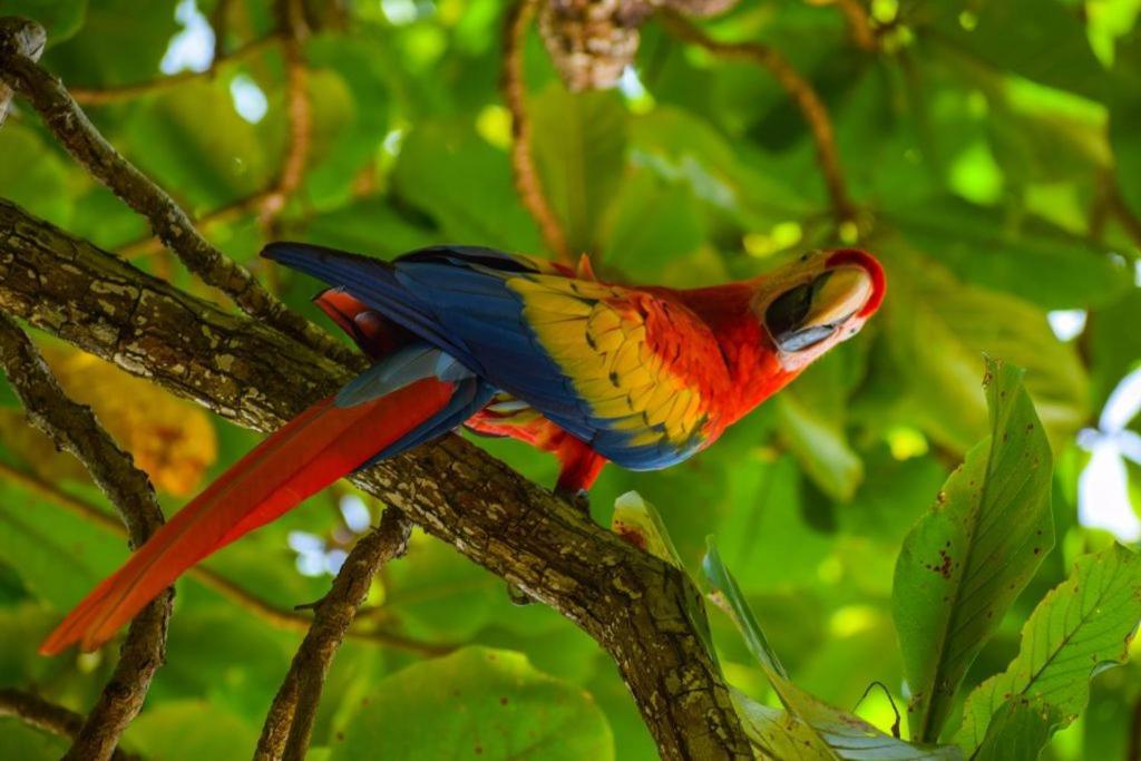 Selva Color - Forest & Beach Ecolodge Quebrada Ganado Екстериор снимка