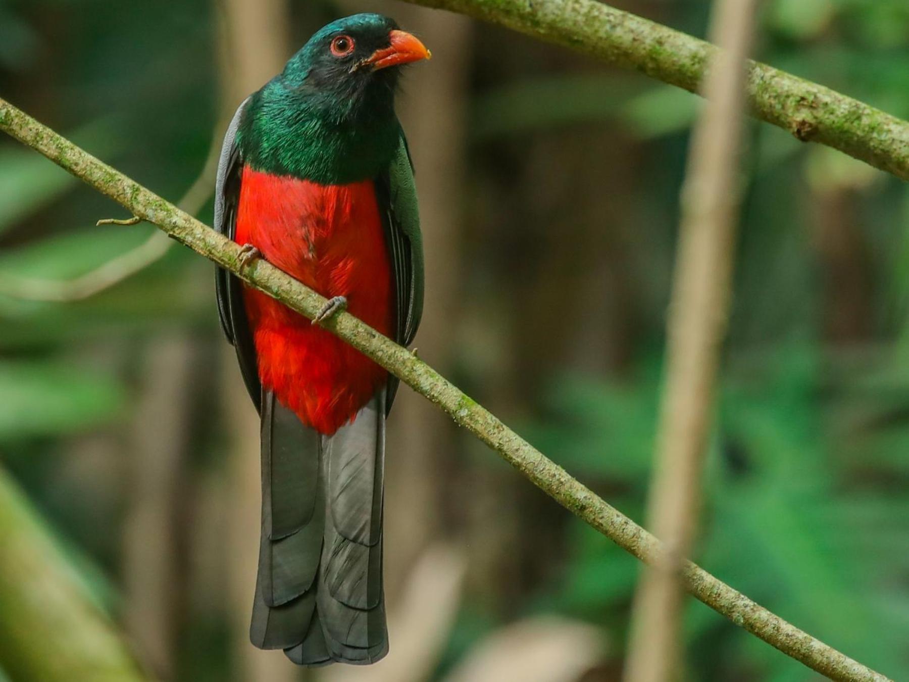 Selva Color - Forest & Beach Ecolodge Quebrada Ganado Екстериор снимка