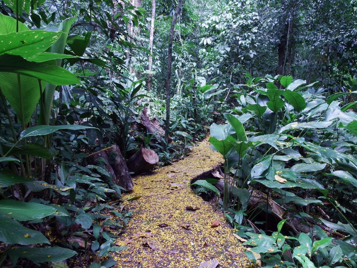 Selva Color - Forest & Beach Ecolodge Quebrada Ganado Екстериор снимка